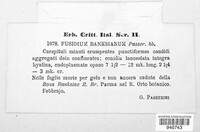 Fusidium banksianum image